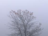 Einsamer Baum auf nebliger Wiese